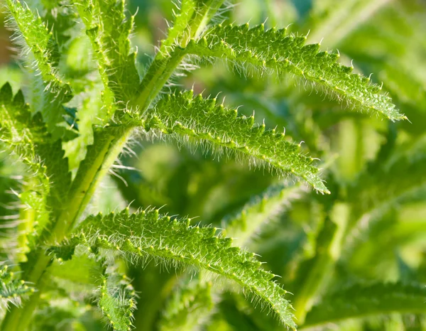 Green plants closeup — Stock Photo, Image