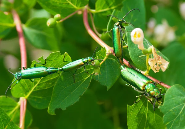 Breeding green beetles — Stock Photo, Image
