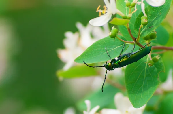 Beetle on a branch of the bush — Stock Photo, Image