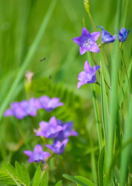 Květ zvony na zeleném pozadí — Stock fotografie