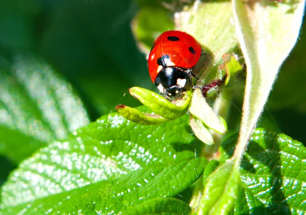 Small ladybug on green leaves — Stock Photo, Image