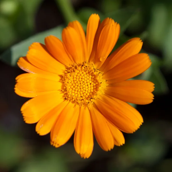 Πορτοκαλί λουλούδι closeup — Φωτογραφία Αρχείου