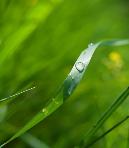 Роса на траві — стокове фото