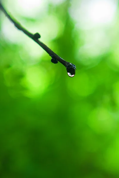 Kropla deszczu na gałęzi drzewa — Zdjęcie stockowe