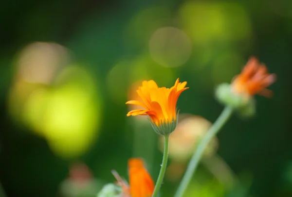 Yeşil bir arka plan üzerinde güzel portakal çiçekleri — Stok fotoğraf
