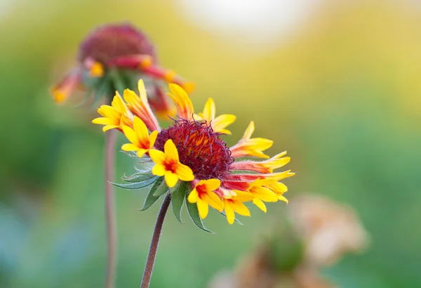 밝고 아름 다운 꽃 — 스톡 사진