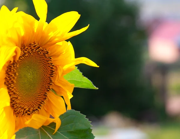 태양 꽃 근접 촬영 — 스톡 사진