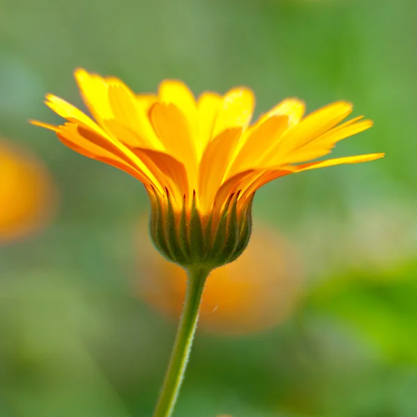 Zbliżenie kwiatów nagietka — Zdjęcie stockowe