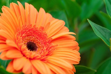 Beautiful orange gerbera clipart