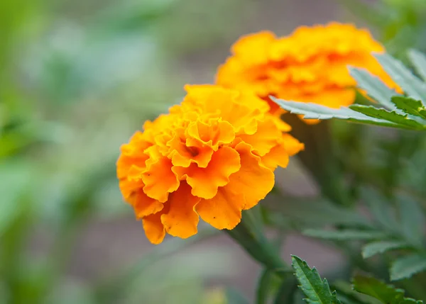 Flores vibrantes — Fotografia de Stock