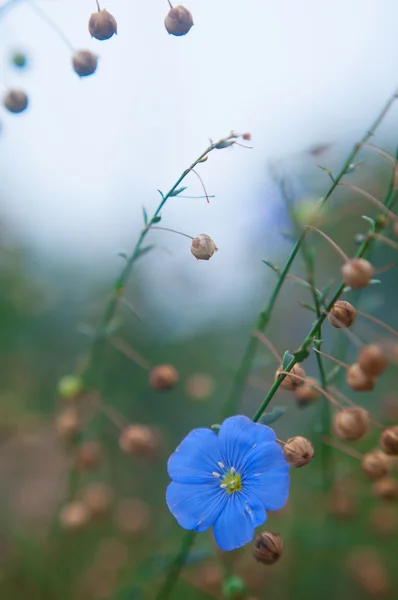 Hermosa flor azul primer plano — Foto de Stock