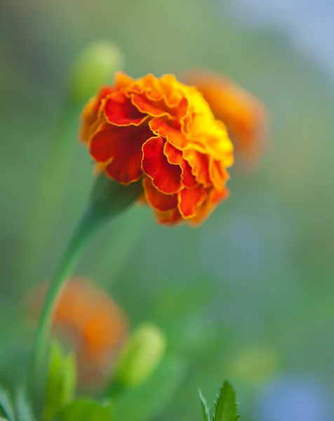오렌지 꽃의 근접 촬영 — 스톡 사진