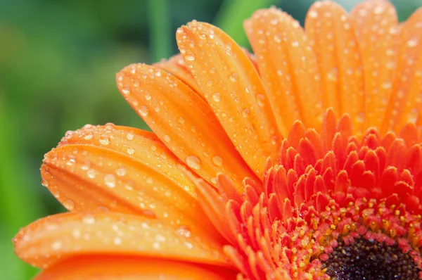 Wet gerbera flower closeup — Stock Photo, Image