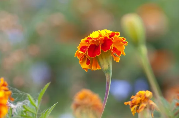 Parlak turuncu çiçekler portre — Stok fotoğraf