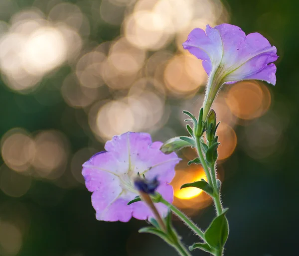 Hermosas flores al atardecer — Foto de Stock