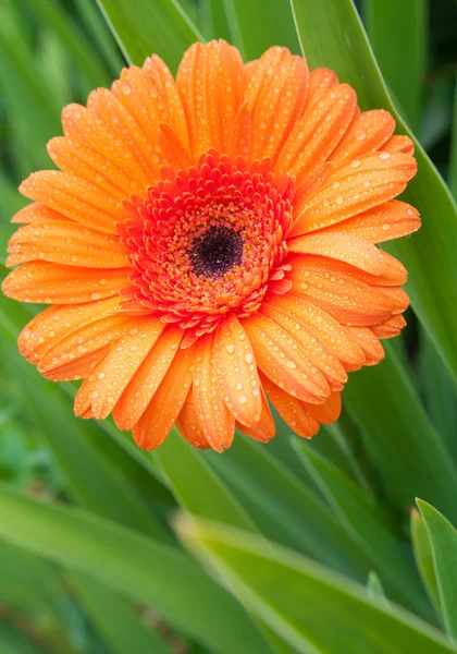Gerbera covered with dew — Stock Photo, Image