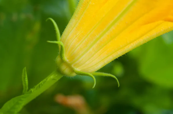 Closeup των φυτών — Φωτογραφία Αρχείου
