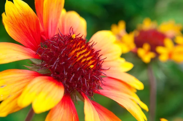 빨강 과 노랑 꽃 — 스톡 사진