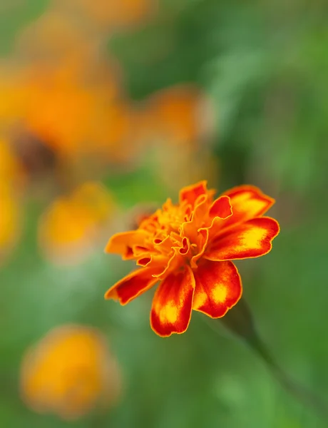 Levande färger av orange blommor — Stockfoto