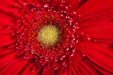 güzel kırmızı gerbera çiçek portre