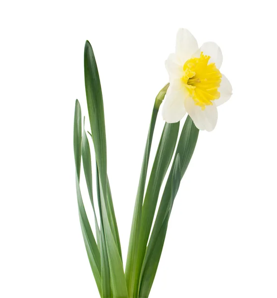 stock image Daffodil flower