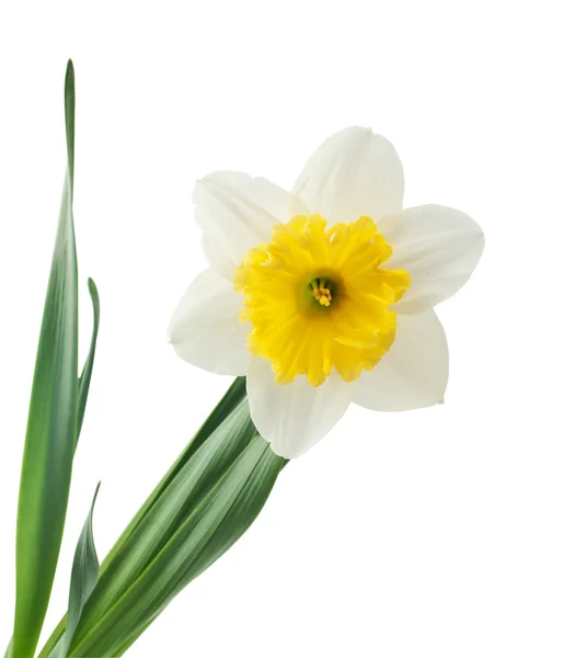 stock image Daffodil flower