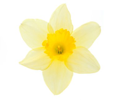 Daffodil flower clipart