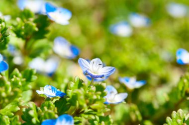 Small blue flowers clipart