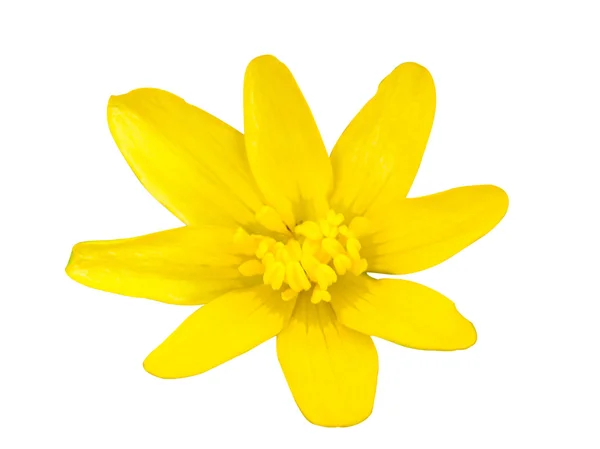 Žlutý květ na bílém pozadí — Stock fotografie