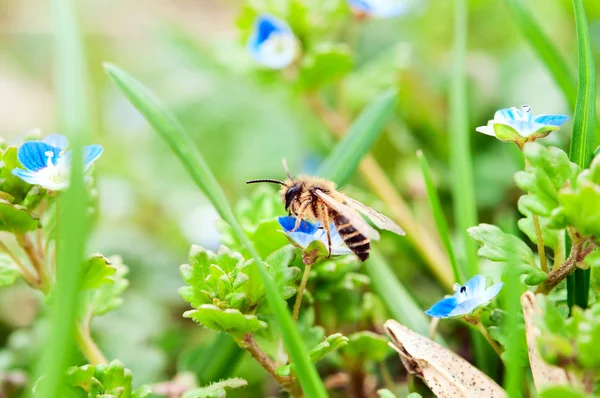 Bee on blue flower — Stock Photo, Image