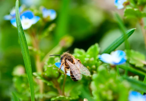 Пчела на голубом цветке — стоковое фото