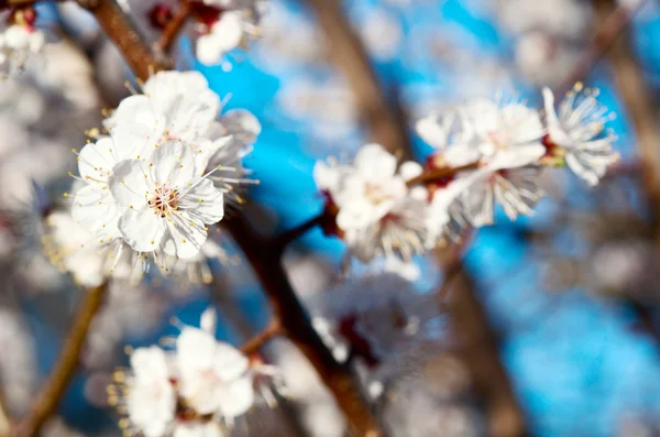 Meruňkové Kvetoucí strom — Stock fotografie