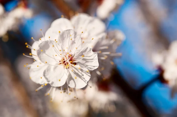 Meruňkové Kvetoucí strom — Stock fotografie