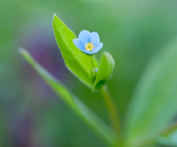 Jemná modrá květina — Stock fotografie