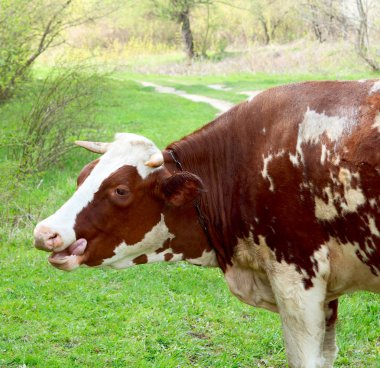 Cow grazing in a meadow clipart