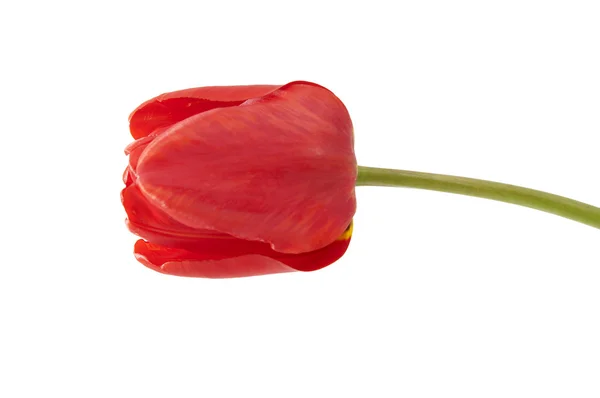 stock image Red tulip