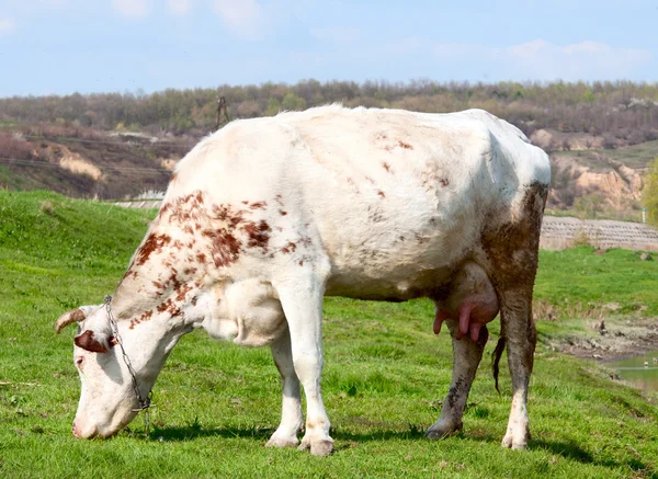 Ko bete på en äng — Stockfoto