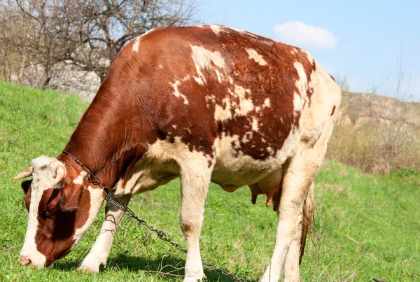 Корова пасущаяся на лугу — стоковое фото