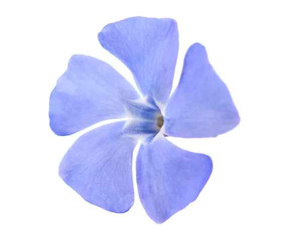 Flor de periwinkle —  Fotos de Stock