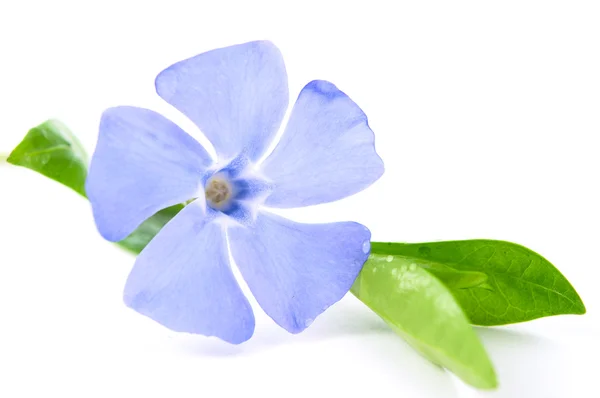 Цветок Перивинкла — стоковое фото