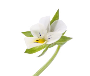 Çiçekli iç çamaşırları