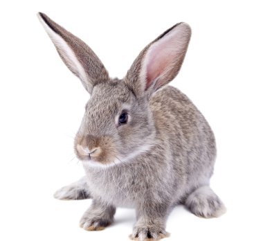 Rabbit clipart