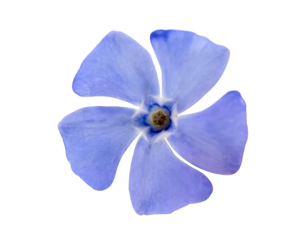 Periwinkle flower — Stock Photo, Image