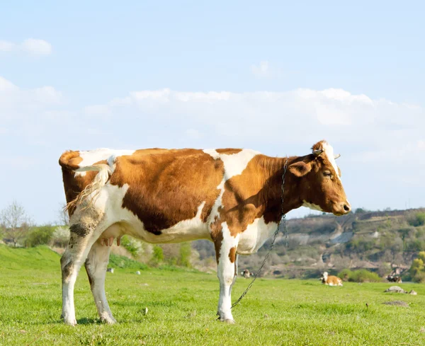 Выпас коров — стоковое фото