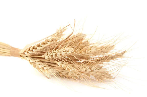 stock image Ears of wheat