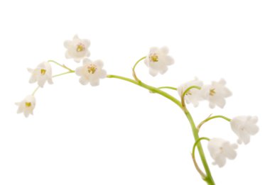 Lily