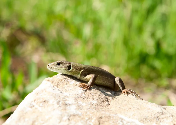 Lizard basking — Stock Photo, Image