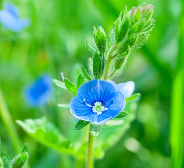 Kleine blauwe bloem — Stockfoto