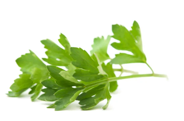 Celery leaves — Stock Photo, Image