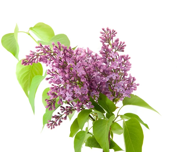 Branch of lilac — Stock Photo, Image